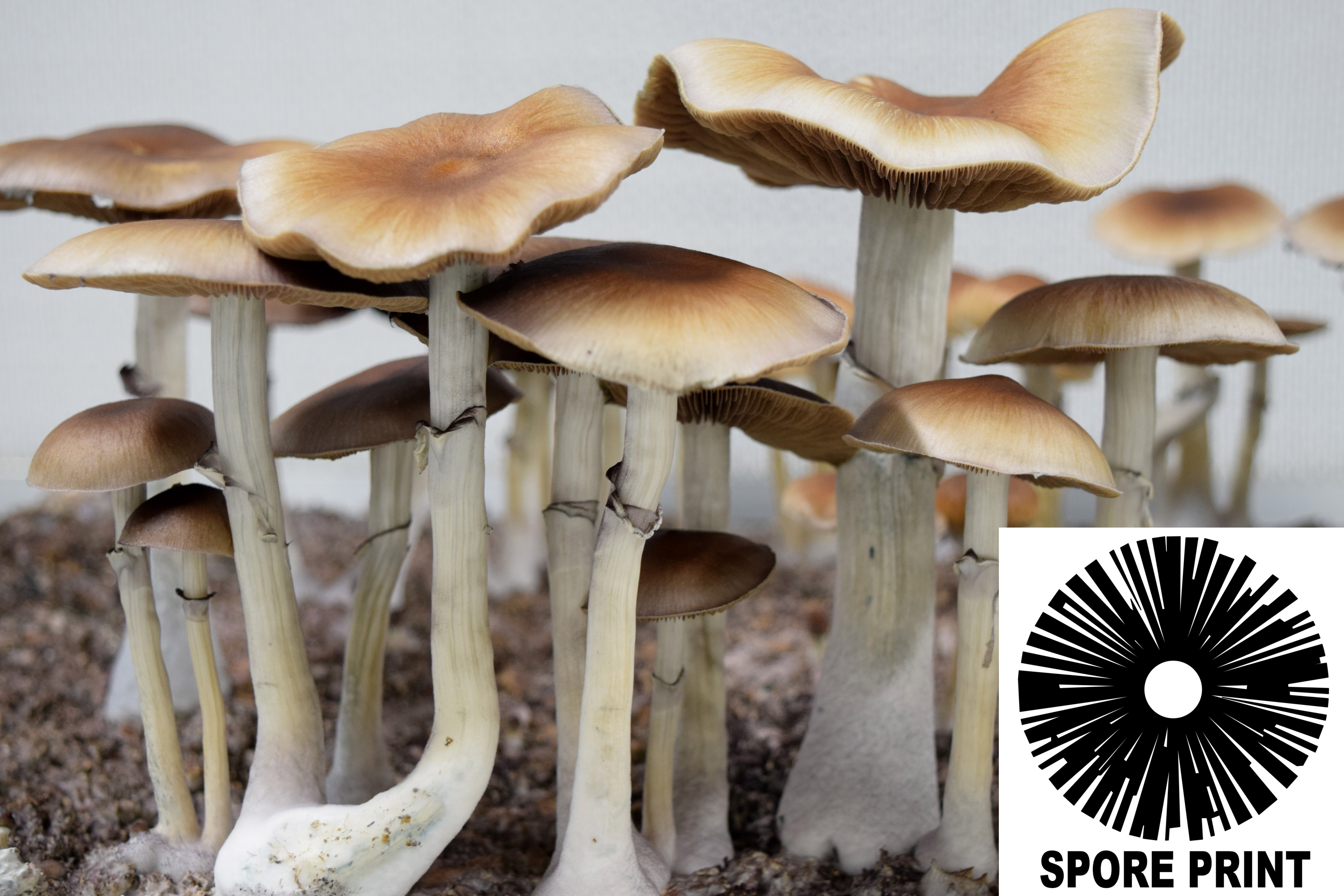 Psilocybe cubensis : Cambodian Spore Print